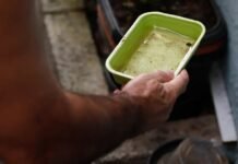El Niño pode aumentar casos de chikungunya e dengue no Brasil