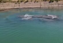 Vídeo: Motorista filma ‘movimento estranho’ no canal de transposição do Rio São Francisco e intriga a internet