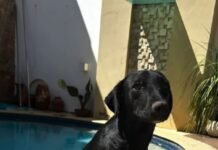 Oi, humano! Sou a Rosinha e estou à procura da minha família para a vida toda