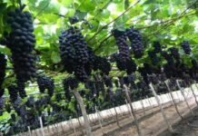 Tarifaço dos Estados Unidos eleva taxa da uva para 35% Abrafrutas emite nota