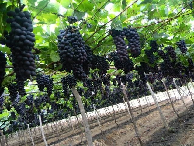 uvas