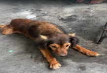 Crueldade: Moradora relata que mais de 100 cães foram envenenados em Terra Nova, zona rural de Petrolina (PE); veja o vídeo