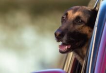 Suspensão da carteira de motorista para quem abandonar animal na rua é aprovada na Câmara dos Deputados