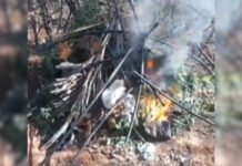 Mais de 2,2 mil pés de maconha são incinerados em Dormentes (PE), Carnaubeira da Penha (PE) e Agrestina (PE)