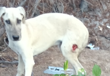Protetora de animais denuncia ataque a cães com espingarda de chumbinho na Orla de Petrolina (PE)