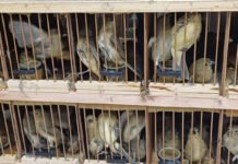 PRF apreende 584 animais silvestres, entre galos de campina, tico-ticos, azulões e jabutis, no Agreste de Pernambuco
