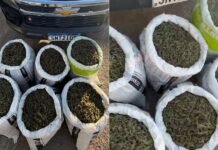 PM apreende quase 100 quilos de maconha em Dormentes (PE)