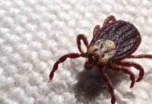 São Paulo registra 18 mortes por febre maculosa em 19 casos confirmados