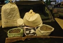Quase 14kg de maconha são encontrados escondidos em barraco, em Santa Filomena (PE)