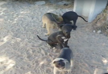 Cães são abandonados no bairro Dom Avelar próximo à Avenida Transnordestina em Petrolina (PE)
