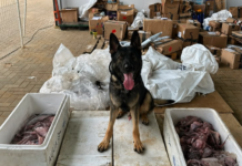 Polícia apreende carga de mais de 1 kg de maconha escondida em polvos no aeroporto de Fernando de Noronha (PE)