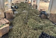 Por ordem da 1ª Vara Criminal de Juazeiro (BA), Polícia Federal bloqueia R$ 50 milhões de grupo que cultivava e distribuía maconha