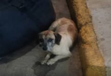 Mulher é impedida de embarcar com cachorro em ônibus na rodoviária de Juazeiro (BA)