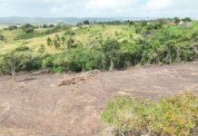 Operação embarga mais de 470 hectares de Mata Atlântica, equivalente a 660 campos de futebol em Pernambuco