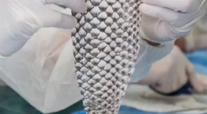 tilapia