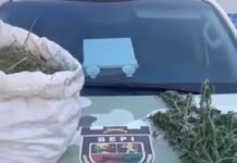 Cabrobó (PE): Polícia destrói plantação com 2 mil pés de maconha na zona rural