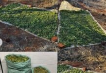 Polícia Militar apreende 17kg de maconha na zona rural de Cabrobó (PE)