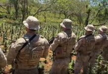 Operação policial destrói 41 mil pés de maconha no Sertão de Pernambuco