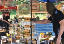 Ibama prende mais de 24 traficantes de animais silvestres e resgata centenas de aves em Caruaru (PE)