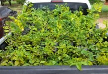 Petrolina (PE): Carro da Planta estará no bairro Dom Avelar nesta quarta-feira