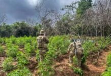Policiais militares e federais erradicam aproximadamente 12 mil pés de maconha na zona rural de Salgueiro (PE)