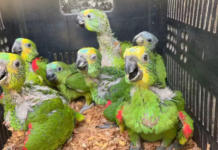 PRF e Ibama resgatam 140 filhotes de papagaio do tráfico de animais em Floresta (PE)