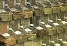 Cartilha da Anvisa orienta sobre o uso correto de produtos fitoterápicos