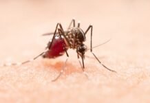 El Niño deve elevar risco de dengue no final de 2026, avalia Ministério da Saúde