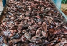 Peixe venenoso invade litoral da Bahia e quase 500 são retirados do mar