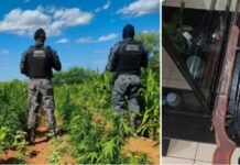 Polícia erradica 44 mil pés de maconha e prende um suspeito em Floresta (PE)
