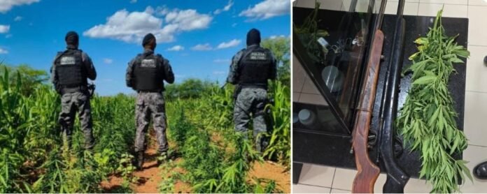 plantacao-de-maconha-erradicada-em-Floresta