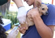 No Dia Mundial de Luta contra a raiva, Prefeitura reforça vacinação de cães e gatos em Petrolina