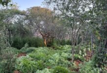 Polícias Civil e Militar erradicam 22 mil pés de maconha em Campo Formoso (BA)