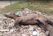 Urgente: Cavalo agoniza ao lado de oficina no Caminho do Sol em Petrolina (PE)