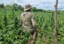 PF destrói 612 mil pés de maconha em mais uma fase da Operação Carcará no Sertão de Pernambuco