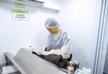 Prefeitura de Petrolina castra cerca de 4 mil animais em situação de rua em 2026