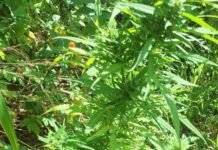 PM erradica aproximadamente 5.800 pés de maconha em Curaçá (BA)