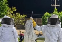Primavera aumenta movimentação de abelhas e Prefeitura orienta população sobre como agir ao encontrar enxames