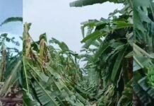 Cinco hectares de banana são perdidos após chuvas no Projeto N-8 em Petrolina (PE)