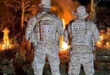 Polícia prende sete suspeitos e destrói mais de 32 mil pés de maconha em Santa Maria da Boa Vista (PE)