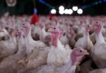 Agricultura confirma foco de doença de Newcastle em Santa Catarina